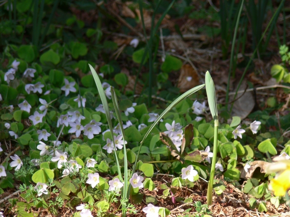 Bois des Moutiers (103) mars 2012